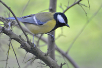 Parus major